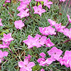 Dianthus Haematocalyx