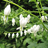 Dicentra Spectabilis - Alba