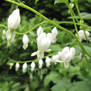 Dicentra Spectabilis 'Alba' - Bleeding Heart, Dicentra