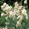 Dicentra - Langtrees