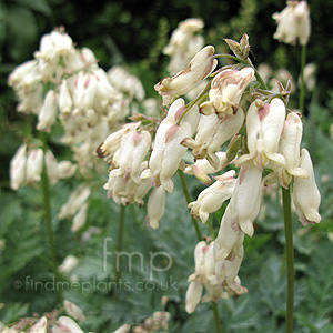 Dicentra 'Langtrees' - Bleeding Heart, Dutchman's Trousers, Dicentra