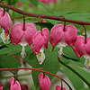 Dicentra Spectabilis