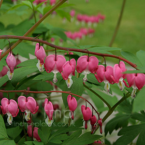 Dicentra Spectabilis - Bleeding Heart, Dicentra