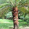 Dickinsonia Antarctica