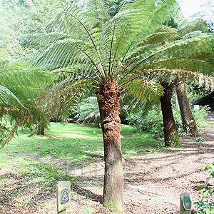 Dickinsonia Antarctica - Tree Fern