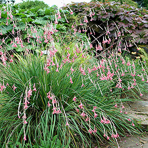 Dierama Igneum - Angels Fishing Rod: Information and Pictures from Plant  Encyclopedia