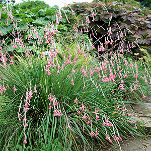 Dierama Igneum - Angels Fishing Rod