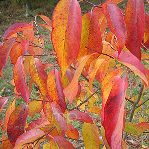 Diospyros Virginiana 'Persimmon'