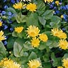 Doronicum Orientale - Goldcut