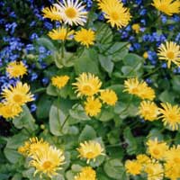 Doronicum Orientale