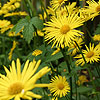 Doronicum Orientale