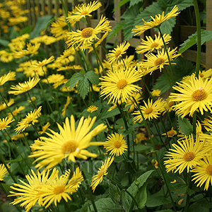 Doronicum Orientale - Leopard's Bane