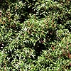 Drimys Lanceolata