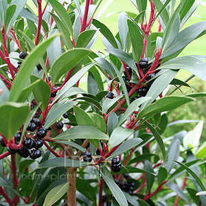 Drimys Lanceolata - Winters Bark