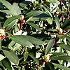 Drimys Lanceolata
