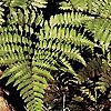 Dryopteris Marginalis