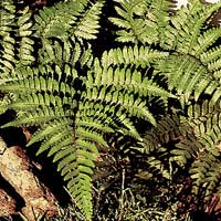 Dryopteris Marginalis - Marginal Shield Fen