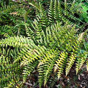 Dryopteris Erythrosora 'Prolifica' - Copper Shield Fern, Dryopteris