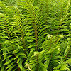 Dryopteris Filix-Mas