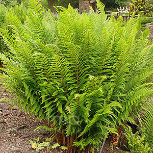 Dryopteris Filix-Mas - Male Fern