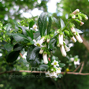 Escallonia Illinita - Escallonia