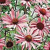 Echinacea Purpurea