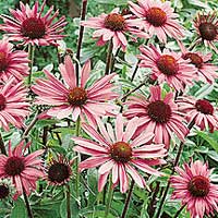 Echinacea Purpurea - Coneflower