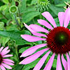 Echinacea Purpurea - Magnus