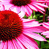 Echinacea Purpurea - De Donkeute Steel