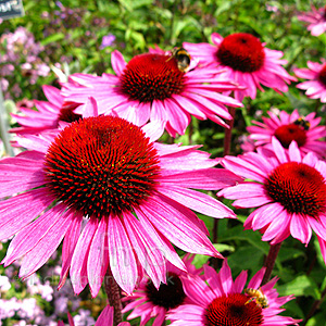 Echinacea Purpurea 'De Donkeute Steel' - Echinacea