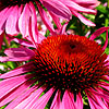 Echinacea Purpurea - Rubinglow