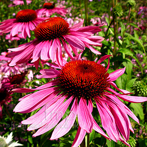 Echinacea Purpurea 'Rubinglow' - Echinacea,  Cone Flower