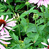 Echinacea Purpurea - Rubinstern