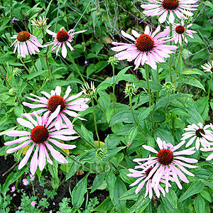 Echinacea Purpurea 'Rubinstern' - Cone Flower