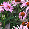 Echinacea Purpurea - Ruby Giant