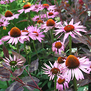 Echinacea Purpurea 'Ruby Giant' - Echinacea, Cone Flower