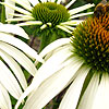 Echinacea Purpurea - White Swan