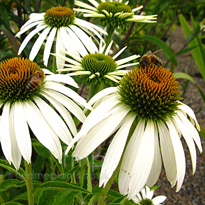 Echinacea Purpurea 'White Swan' - Echinacea,  Cone Flower