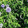 Echinops Bannaticus - Taplow Blue