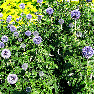 Echinops Bannaticus 'Taplow Blue' - Echinops, Globe Thistle