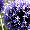 Echinops Ritro - Veitchs Blue