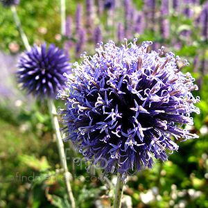 Echinops Ritro 'Veitch's Blue' - Globe Thistle, Echinops