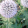 Echinops Ritro - Taplow Blue