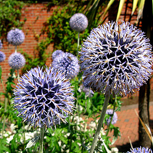 Echinops Setifer - Echinops