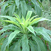 Echium Vulgare - Viper's Bugloss