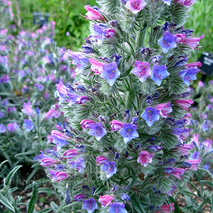 Echium Albicans - Echium