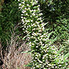 Echium - Pink Fountain