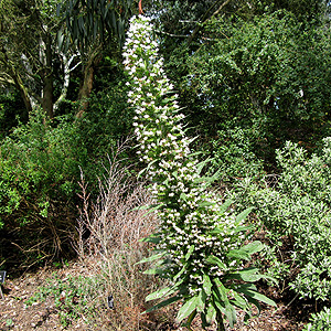 Echium 'Pink Fountain' - Echium