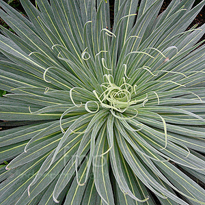 Echium Wildpretii - Echium