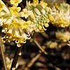 Edgeworthia Chrysantha